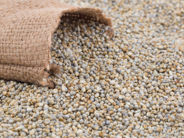 Pearl Millet Bajra Exporter and Supplier from Maharashtra India